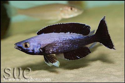 Cyprichromis sp. "Leptosoma Jumbo" Kitumba han