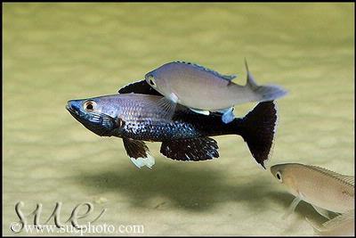 Cyprichromis sp. "Leptosoma Jumbo" Kitumba han