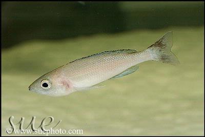 Cyprichromis sp. "Leptosoma Jumbo" Kitumba hun