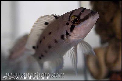 Chalinochromis sp. ndobhoi