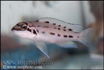 Chalinochromis sp. ndobhoi
