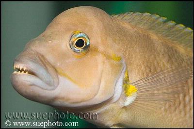 Telmatochromis burgeoni