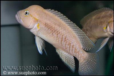 Telmatochromis burgeoni