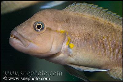 Telmatochromis burgeoni