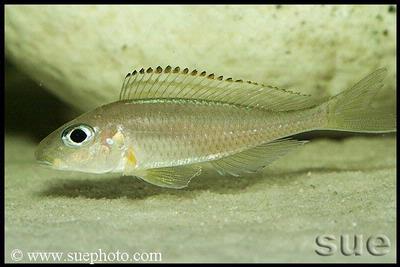 Xenotilapia sp. "Fluorescent Green" Chaitika