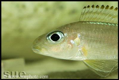 Xenotilapia sp. "Fluorescent Green" Chaitika