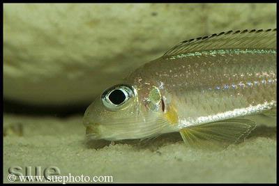 Xenotilapia sp. "Fluorescent Green" Chaitika