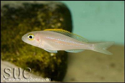 Xenotilapia sp. "Papilio Katete" Katete