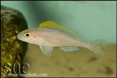 Xenotilapia sp. "Papilio Katete" Katete