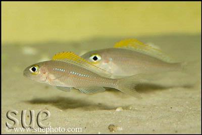 Xenotilapia sp. "Papilio Katete" Katete