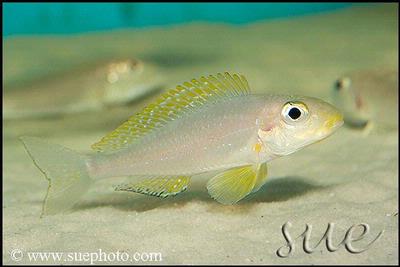 Xenotilapia sp. "Papilio Sunflower" Chituta