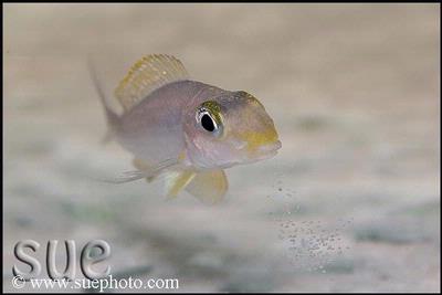 Xenotilapia sp. "Papilio Sunflower" Chituta