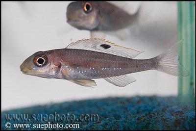 Xenotilapia sp. "Papilio Sunflower" Kerenge