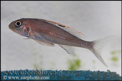Xenotilapia sp. "Papilio Sunflower" Kerenge
