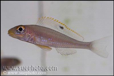 Xenotilapia sp. "Papilio Sunflower" Msalaba