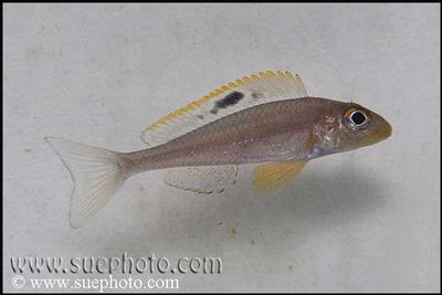 Xenotilapia sp. "Papilio Sunflower" Msalaba