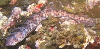 Atelomycterus macleayi
