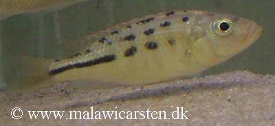 Hemitaeniochromis urotaenia