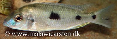 Naevochromis chrysogaster