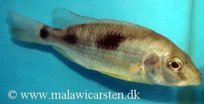 Naevochromis chrysogaster
