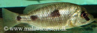 Naevochromis chrysogaster