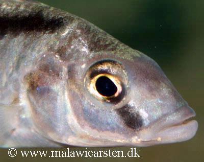 Mylochromis formosus