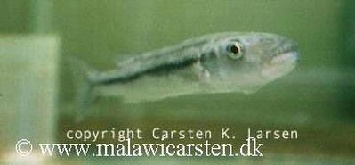 Rhamphochromis esox