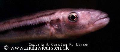 Rhamphochromis esox