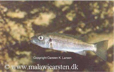 Rhamphochromis macrophthalmus