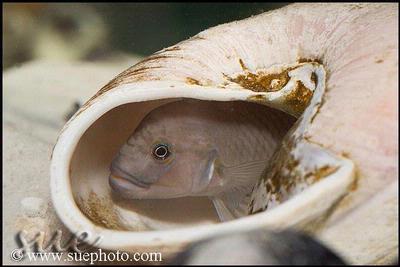 Telmatochromis temporalis Kachese shell