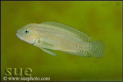 Telmatochromis temporalis Kachese shell