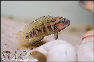 Telmatochromis temporalis M'toto shell