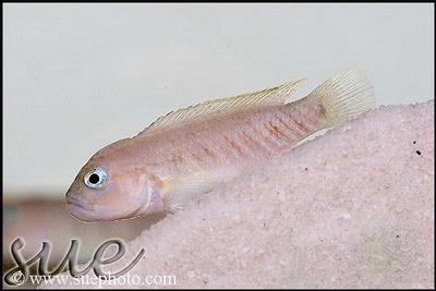 Telmatochromis temporalis M'toto shell