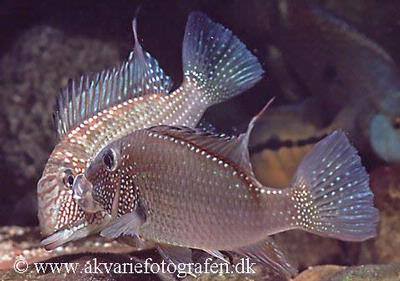 Satanoperca leucosticta