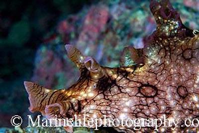 Aplysia dactylomela