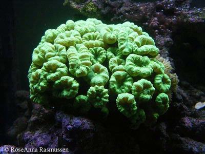 Skriggrøn caulastrea