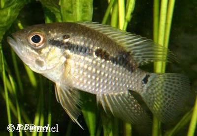 Acaronia nassa