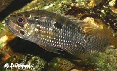 Acaronia nassa