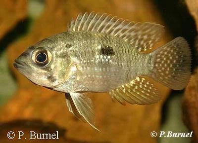Acaronia nassa
