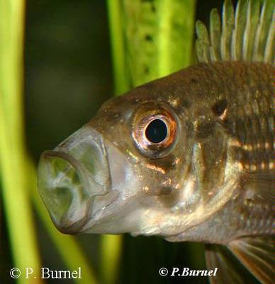 Acaronia nassa