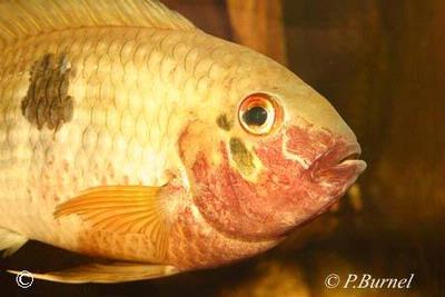 Aequidens tetramerus