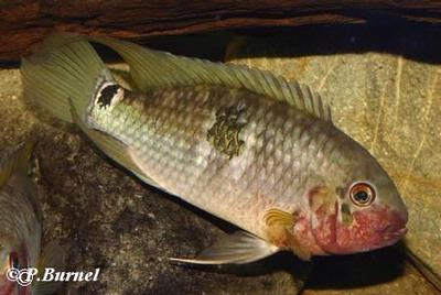 Aequidens tetramerus