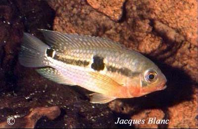 Aequidens tetramerus