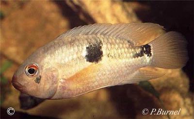 Aequidens tetramerus