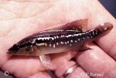 Crenicichla menezesi han