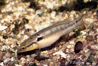 Crenicichla menezesi hun