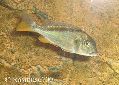 Buccochromis nototaenia Female
