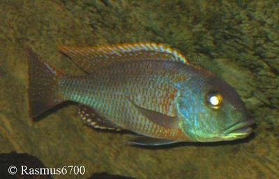 Buccochromis nototaenia Male