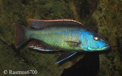 Champsochromis spilorhynchus Male