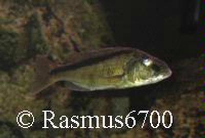 Champsochromis spilorhynchus Female